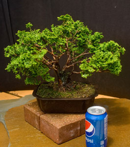 semi-hardy bonsai image