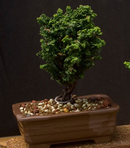 semi-hardy bonsai image
