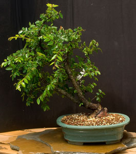 hardy bonsai image