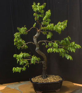 hardy bonsai image