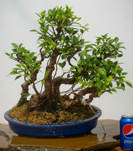 tropical bonsai image