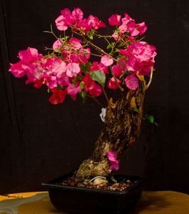 tropical bonsai image