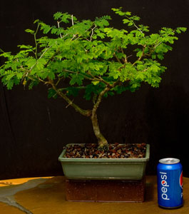 tropical bonsai image