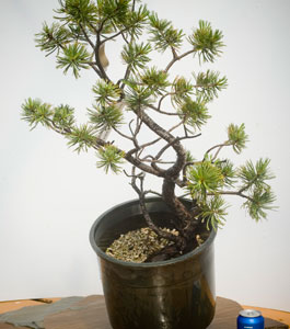 yamadori image