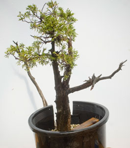 yamadori image