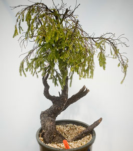 yamadori image
