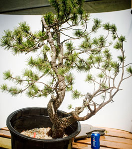 yamadori image