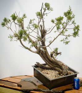 yamadori image