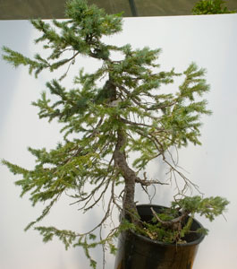yamadori image