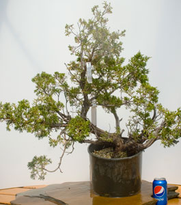 yamadori image