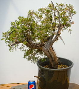 yamadori image