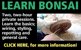learn bonsai image